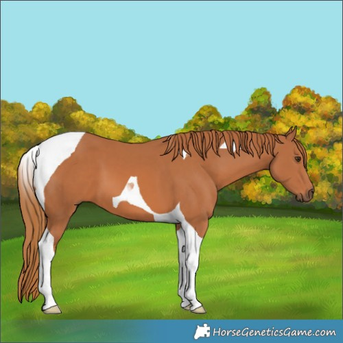 Horse Color:Chestnut Tobiano 