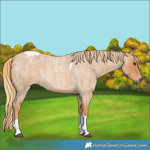 Horse Color:Red Roan Tobiano 