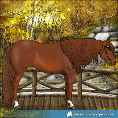 Horse Color:Chestnut 