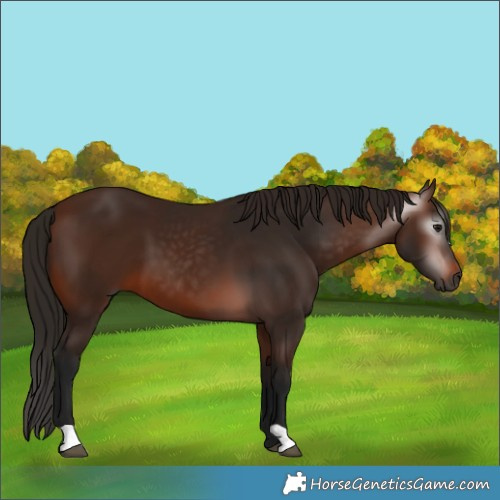 Horse Color:Gray Bay 