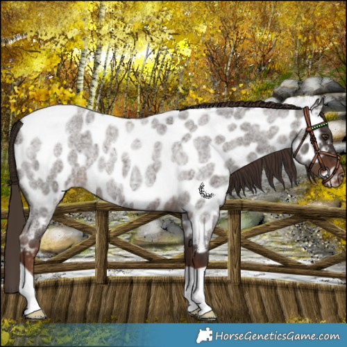 Horse Color:Liver Red Roan Near Leopard 