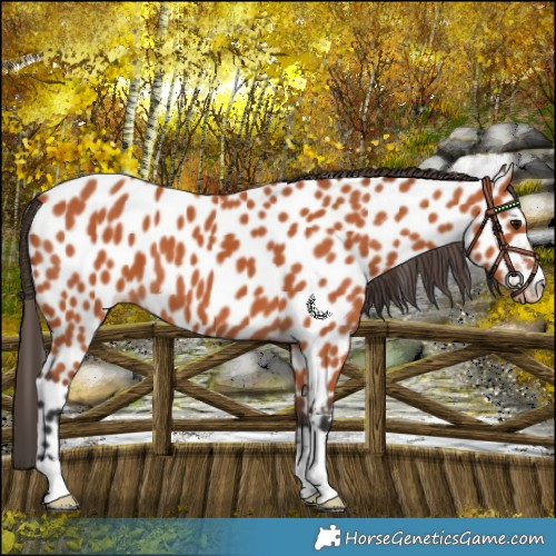 Horse Color:Bay Leopard 