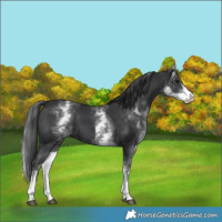 Horse Color:White Spotted Black 