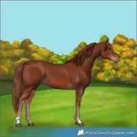 Horse Color:Chestnut 