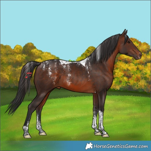Horse Color:Powder White Brown Tobiano Rabicano