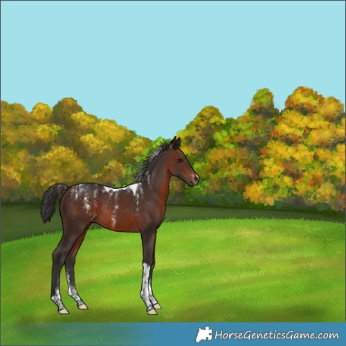 Horse Color:Powder White Brown Tobiano Rabicano 