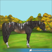 Horse Color:Powder White Buckskin Tobiano Rabicano