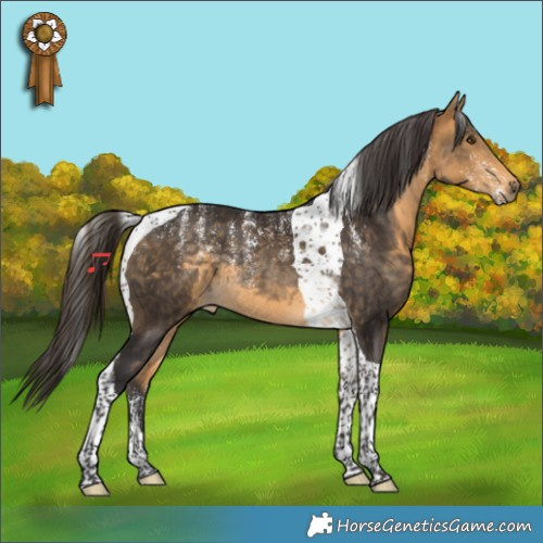 Horse Color:Powder White Buckskin Tobiano Rabicano