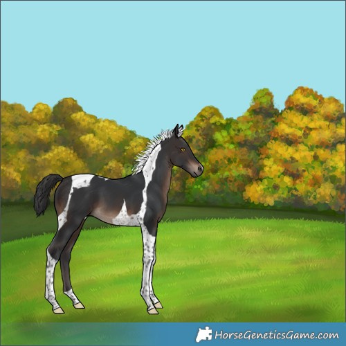 Horse Color:Brown Tobiano