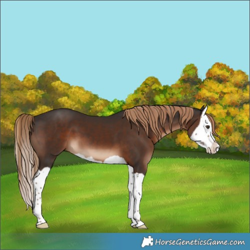 Horse Color:Liver Chestnut Splash 