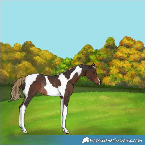 Horse Color:Liver Chestnut Tobiano Rabicano