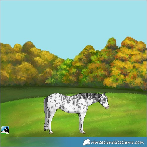 Horse Color:Black Sabino Splash Appaloosa 
