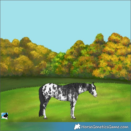 Horse Color:Black Sabino Splash Appaloosa 