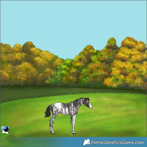 Horse Color:Brown Sabino Appaloosa 
