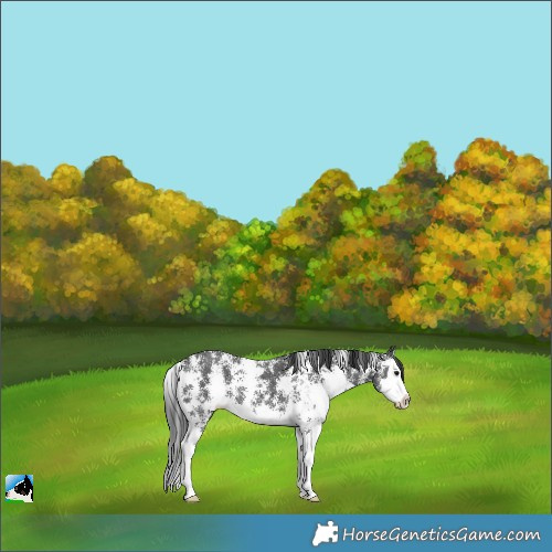 Horse Color:Black Sabino Splash 