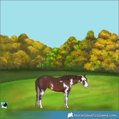 Horse Color:Chocolate Brown Sabino Splash Rabicano 