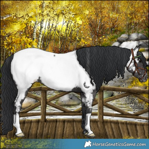 Horse Color:Black Near Fewspot