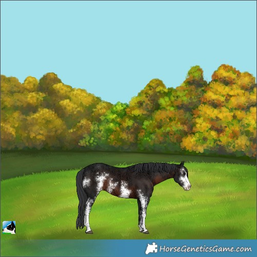 Horse Color:Brown Ice Sabino Appaloosa Rabicano 