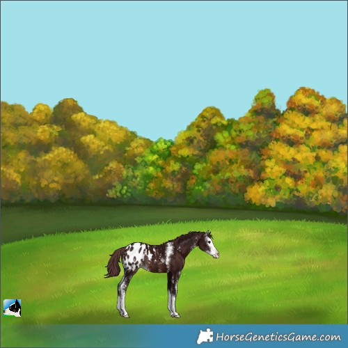 Horse Color:Chocolate Brown Ice Sabino Splash Appaloosa Rabicano 