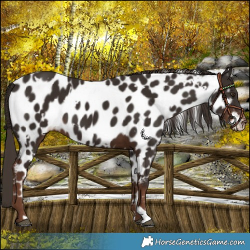 Horse Color:White Spotted Liver Chestnut Near Leopard 