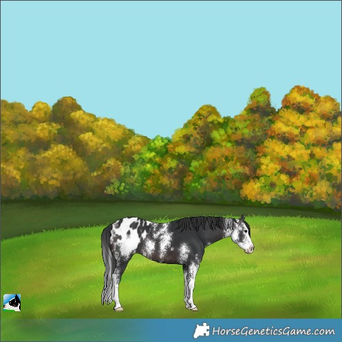 Horse Color:Brown Sabino Splash Appaloosa Rabicano 