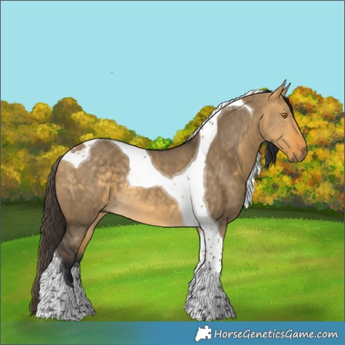 Horse Color:Buckskin Dun Tobiano 