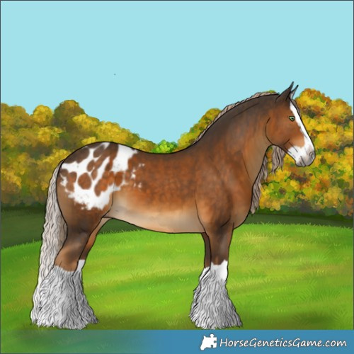 Horse Color:Gray Chocolate Palomino Splash Appaloosa
