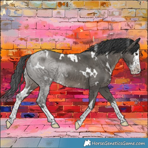 Horse Color:White Spotted Grullo Splash