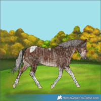 Horse Color:Brown Dun Merle Splash Varnish  and Silver Brown Tobiano 