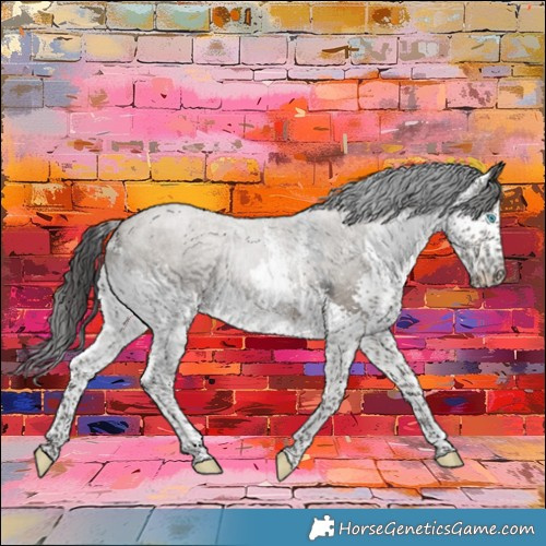 Horse Color:Grullo Sabino Splash Rabicano 