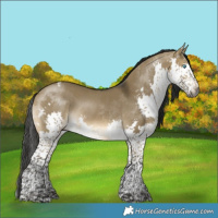 Horse Color:Gray Buckskin Dun Splash Tobiano Varnish 