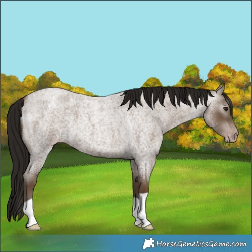 Horse Color:Gray Classic Champagne Roan Appaloosa 