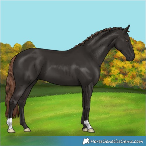 Horse Color:Liver Chestnut 