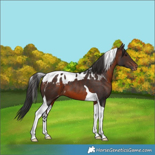 Horse Color:Brown Tobiano Skewed Appaloosa 