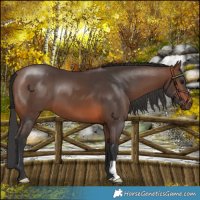 Horse Color:Brown 