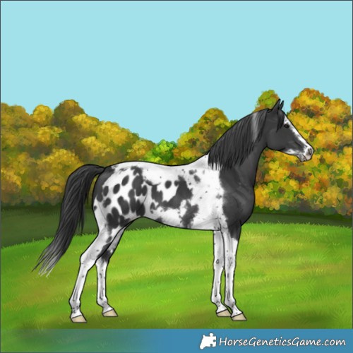 Horse Color:Black Splash Tobiano Frame Skewed Appaloosa 