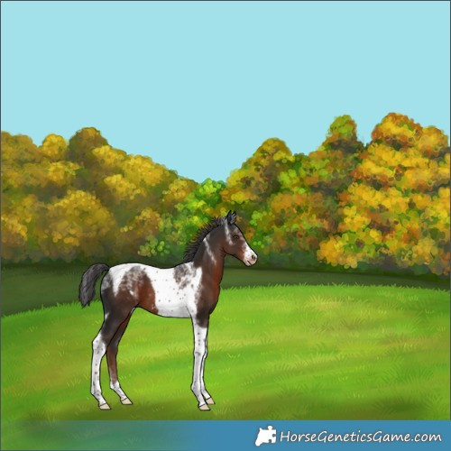 Horse Color:Powder White Liver Chestnut Tobiano Frame Skewed Appaloosa 