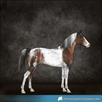 Horse Color:Powder White Liver Chestnut Tobiano Frame Skewed Appaloosa 