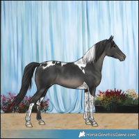 Horse Color:Black Tobiano Skewed LP Spotted