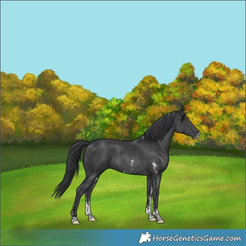 Horse Color:Black Sabino 