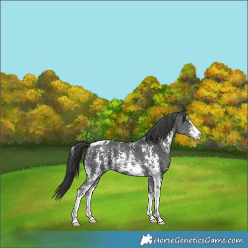 Horse Color:Black Sabino Skewed Appaloosa 