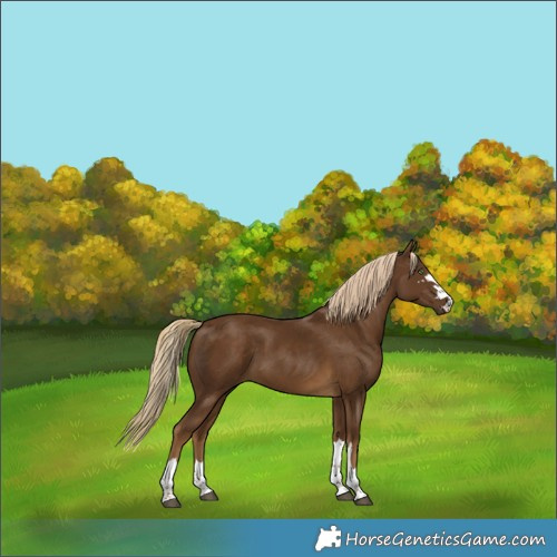Horse Color:Chocolate Palomino