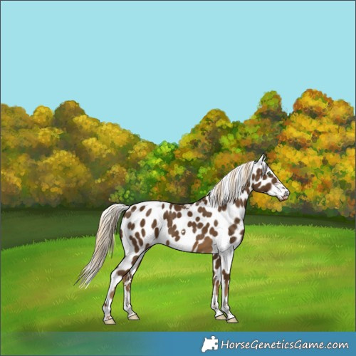 Horse Color:Chocolate Palomino Skewed Appaloosa