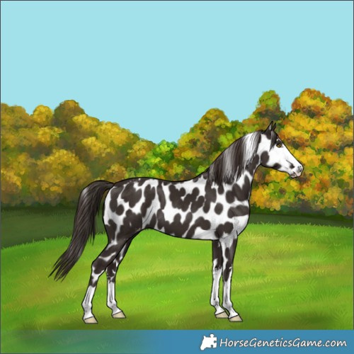 Horse Color:Liver Chestnut Skewed Appaloosa