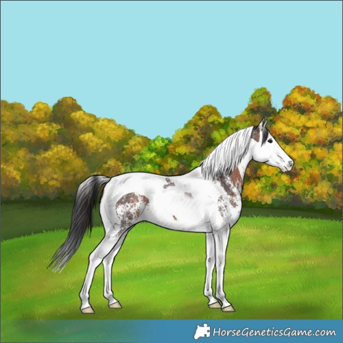 Horse Color:Brown Sabino Splash Tobiano Skewed Appaloosa