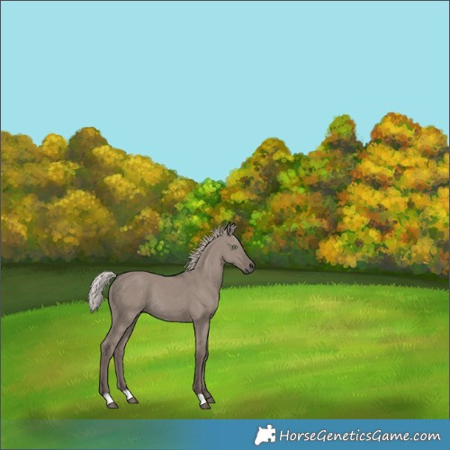 Horse Color:Silver Grullo 