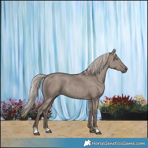 Horse Color:Silver Grullo 