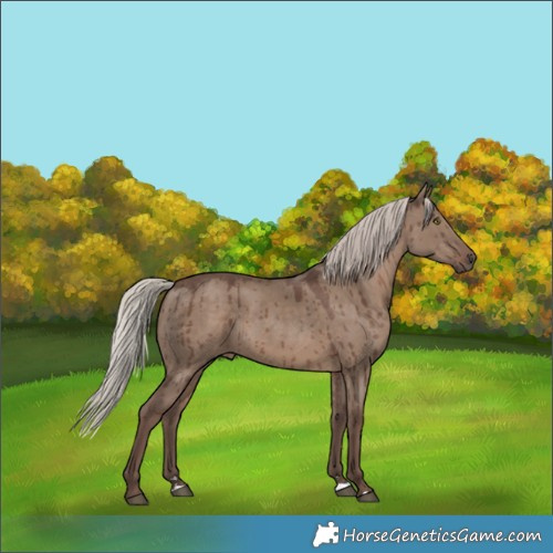 Horse Color:Silver Grullo Brindle 