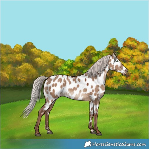 Horse Color:Silver Grullo Appaloosa 