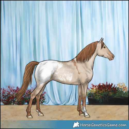Horse Color:Grullo Pearl Appaloosa 